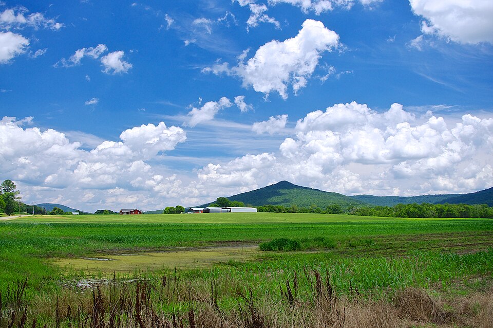Young corn in a wide field with a patch of standing water, a red barn and metal sheds beyond, and a wooded knob of a hill under summer cloud