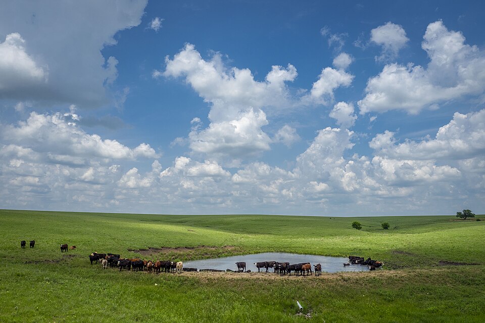 Cattle standing at a stock pond on open green pasture under a big sky full of cloud