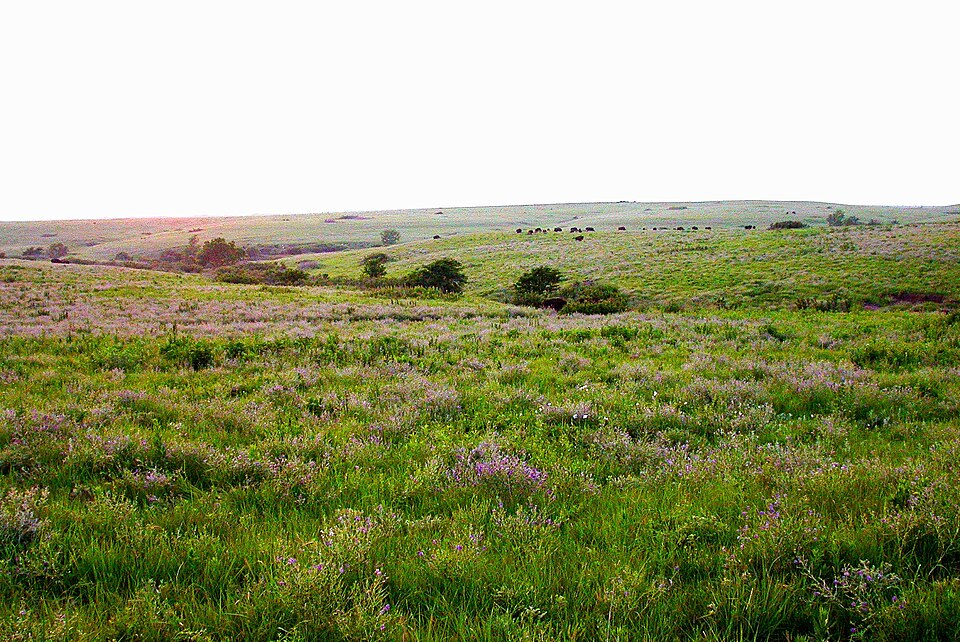 Tallgrass prairie in flower, rolling up to a ridge with cattle grazing along it