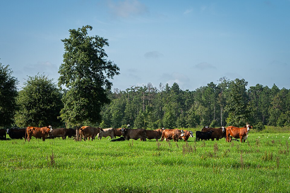 A herd of cattle on green pasture in front of a stand of pines and a big oak