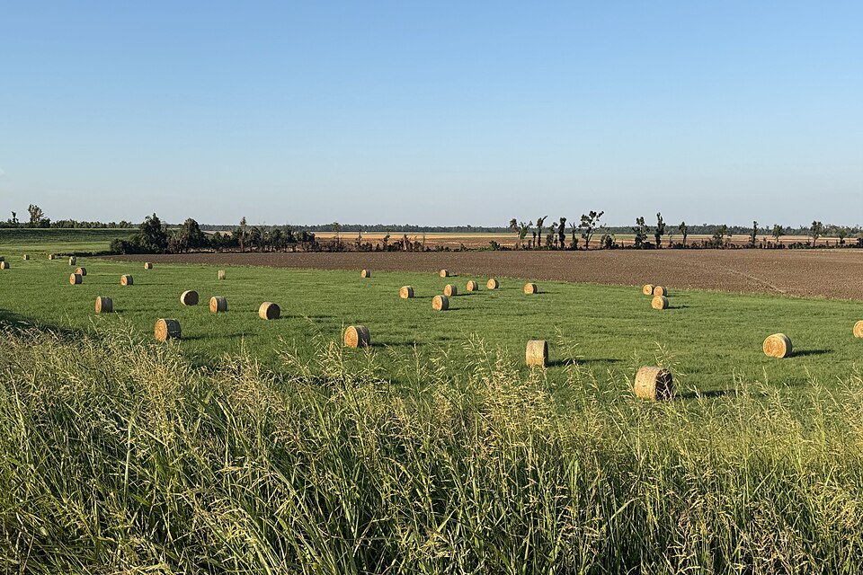 Round hay bales scattered across a flat green field, with a ploughed field and a line of trees beyond
