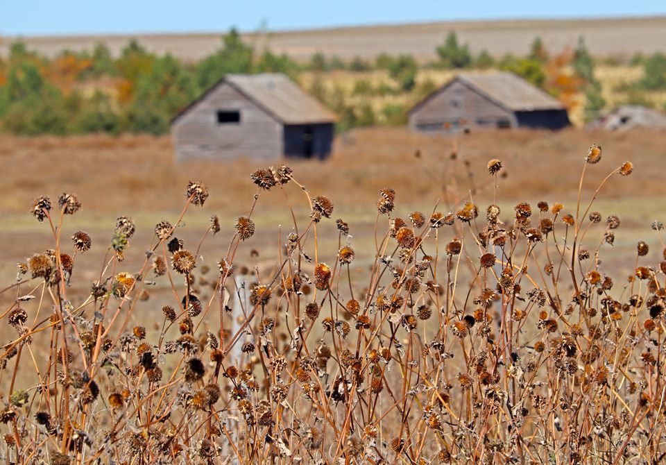 Two weathered board sheds in a dry autumn field, seen past a thicket of dead sunflower heads
