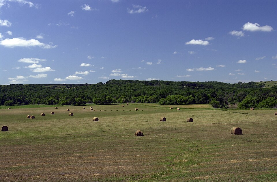 Round hay bales drying across a mown field, with a belt of green woodland along the river behind