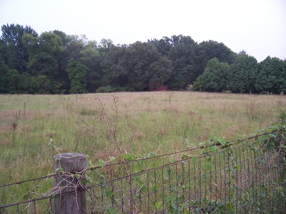 An overgrown field of tall grass and weeds behind a rusty wire fence on an old post, with a line of woods behind