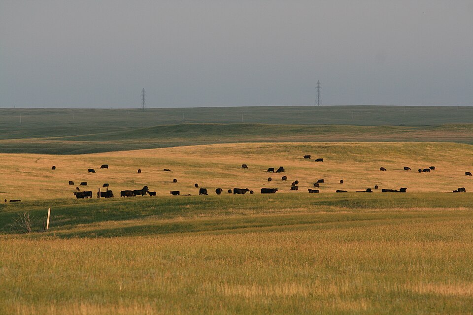 Black cattle grazing across rolling grassland in low evening light, with power line towers on the far horizon